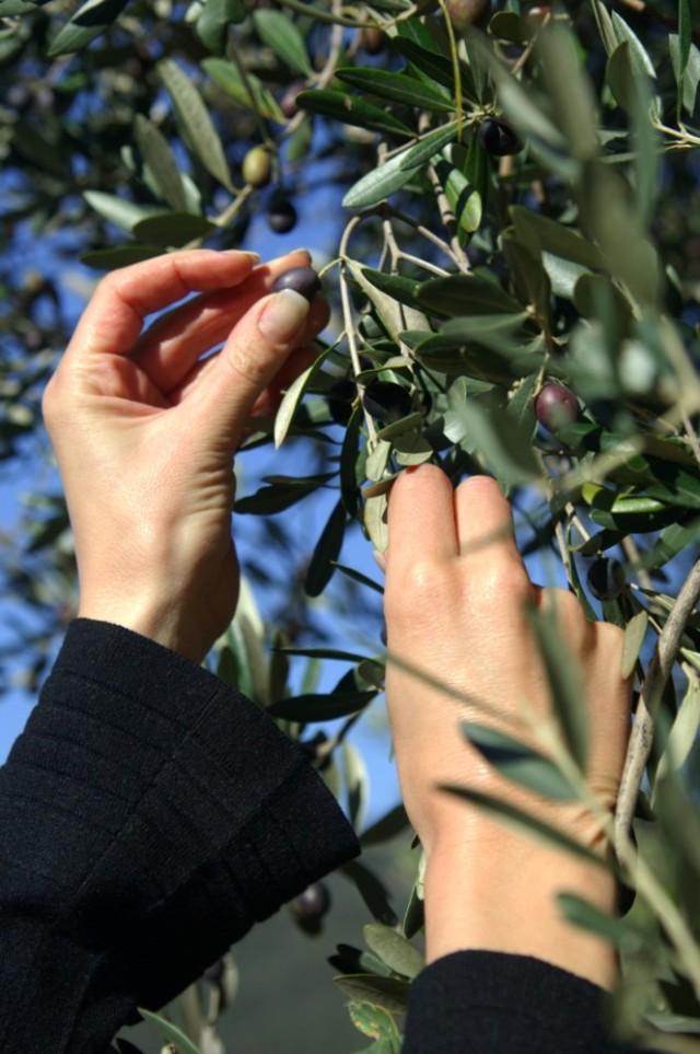 Olivenpflücken an der frischen Luft schnell oder langsam, ganz im eigenen Rythmus  Foto: Peter von Felbert